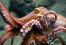 The octopus brain was found to be extremely similar to the human brain