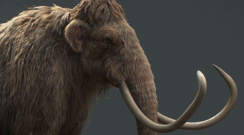 cloning of the woolly mammoth