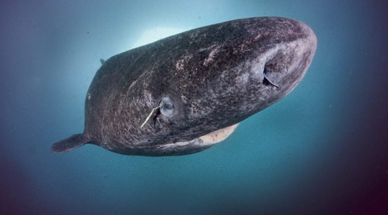 An ancient shark has been discovered in the Caribbe